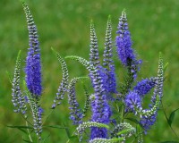 Rozrazil klasnatý stříbrný - Veronica spicata incana SAZENICE